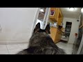 GoPro Camera On My Puppy Husky Left Home Alone First Time Ever