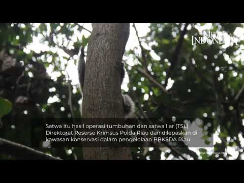 Kukang Lolos dari Penyelundup