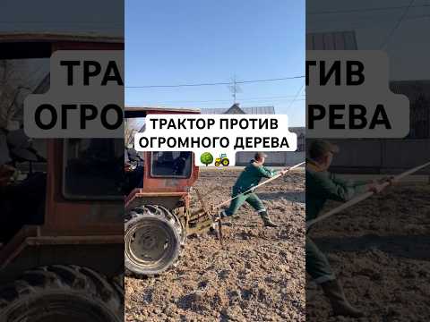 Трактор против огромного дерева 🌳🚜 Кто победит? #трактор #tractor #мтз #т25 #т40ам #т40 #хтз #юмз