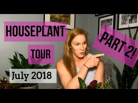 Houseplant Tour 2018  Part 2 || More Low Light Houseplants