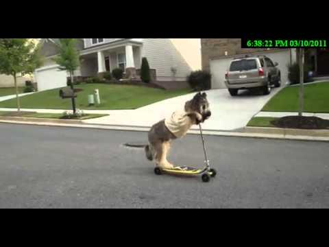 BRIARD ON SCOOTER - scooting dog.