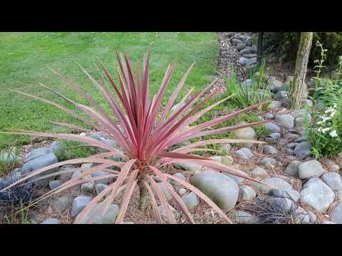 download lagu mp3 mp4 Red Star Cordyline Plant Care, download lagu Red Star Cordyline Plant Care gratis, unduh video klip Red Star Cordyline Plant Care