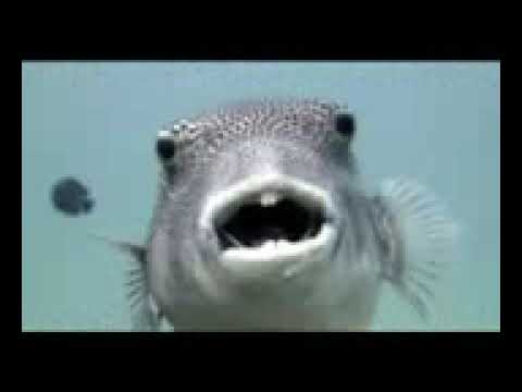 21 Coral Passage Drive, Keswick Island, Mackay, QLD 4740, 3房, 3浴, 独立屋