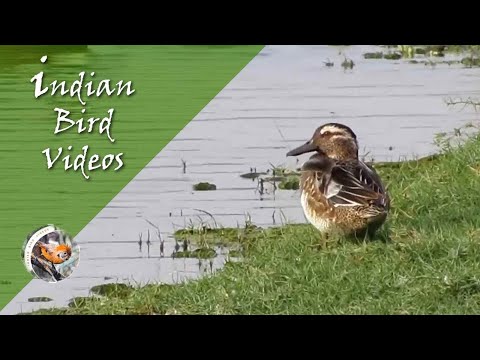 Kačica chrapačka (Spatula querquedula) — samec v hniezdnom šate