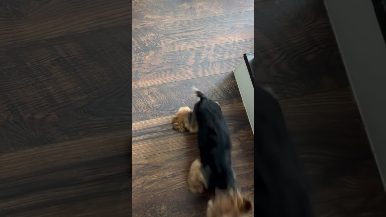 Lola shows off her new skills #yorkie #dog #doglife