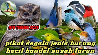 Download lagu suara pikat burung kecil ribut cocok untuk burung yang bandel susah turun di hutan dan kebun st03 mp3