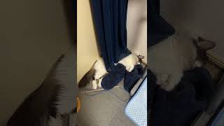 毛にまみれる猫【ノル猫ミロシー】 #shorts