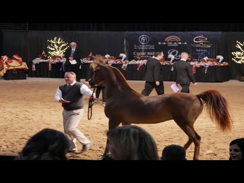 2019 Las Vegas Arabian Breeders World Cup Show, South Point Arena & Equestrian Center
