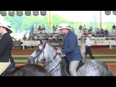2017 Spectrum Paso Fino Horse Show - 188 AO pleasure colt stallion championship-lopez