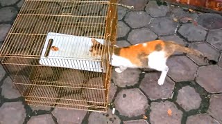 CAT TRAP | How to catch a Cat?