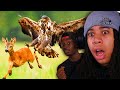 DEMONIC BIRDS And Their PSYCHOTIC Hunting Habits Casual Geographic
