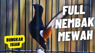Download lagu MURAI BATU GACOR FULL ISIAN TEMBAKAN MEWAH AMPUH MELATIH MURAI BATU BONGKAR ISIAN mp3 Download lagu MURAI BATU GACOR FULL ISIAN TEMBAKAN MEWAH AMPUH MELATIH MURAI BATU BONGKAR ISIAN mp3