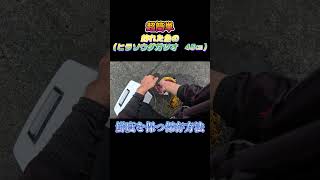 超簡単！釣った魚（ヒラソウダガツオ　45㎝）を鮮度を保つ方法で保存してみた。#shorts #釣り #ショアジギング