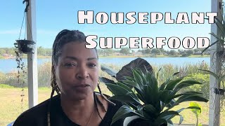 🌿 Secret to Healthier Houseplants: Compost 101 for Indoor Plants 🌿 Peggy's Plants