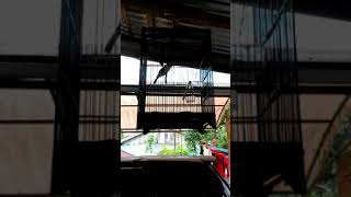 Download lagu Masteran cucak jenggot gacor mp3