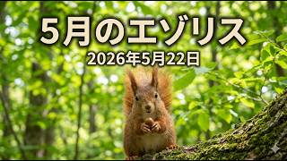 [4K HDR] 5月のエゾリス #エゾリス #野生動物 #道東  #squirrel #hokkaido