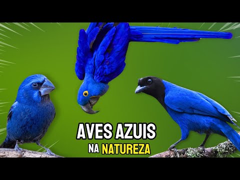 AMAZING BLUE BIRDS FOUND IN NATURE!