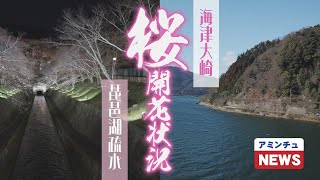 【アミンチュニュース】 桜開花状況　琵琶湖疏水と海津大崎