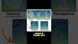 Caffeine is a Drug Even for Spiders