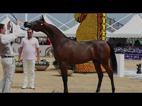 Lot 4: Magic Mon Amour @EBT Online Auction 2020 in support of UNICEF