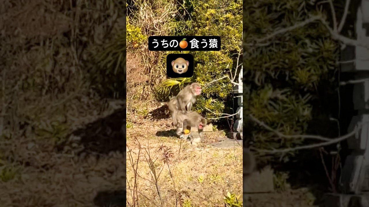 うちの🍊食う猿w #shorts