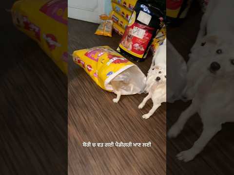 ਬੋਰੀ ਵਿੱਚ ਵੜ ਗਈ ਪੈਡੀਗਰੀ ਖਾਣ ਲਈ ਸ਼ੂਗਰ॥