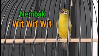 Download lagu Pleci GAZA Shoots Long Line mp3 Download lagu Pleci GAZA Shoots Long Line mp3