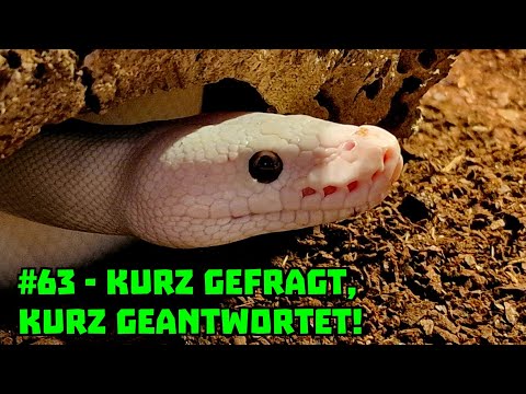 Kurz gefragt, kurz geantwortet #63 | Meine Brachypelma hamorii hat 20cm Erde, benötigt sie mehr?