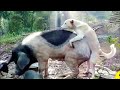 Dog And Pig How Can It Be