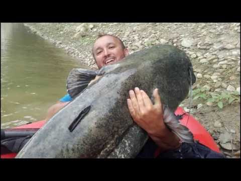 big catfish on spinning rod