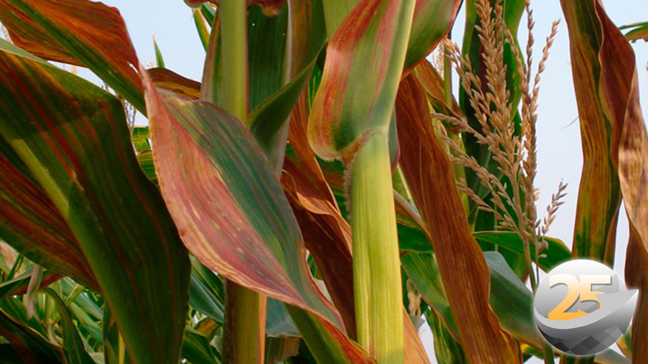 IDR-PR avalia que praticamente todos os milho do Oeste do estado apresentam sintomas do enfezamento