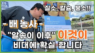 배 농사 대과 만들려면 이거 꼭 사용하세요!  알솎이 이후에 꼭 추천드립니다.  | 농사 100단