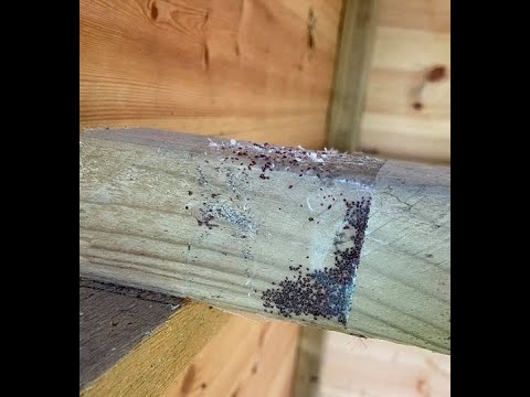 YouTube video about: Can dogs get mites from chickens?