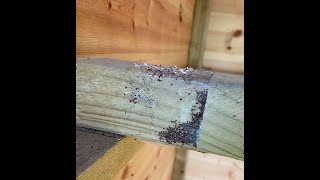 How to Stop Red Mite in your Chicken Coop