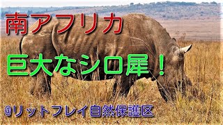 【南アフリカ】シロサイを間近で観察　＠リットフレイ自然保護区
