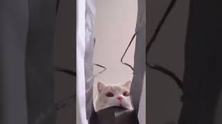 EDM Girls in tiktok 600度 女 神