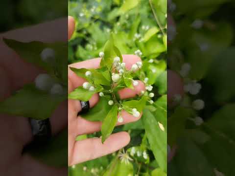 Gewöhnliche Waldrebe (Clematis vitalba): Insektenmagnet und Kletterkünstler für den Naturgarten