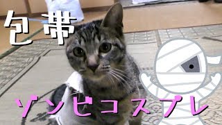 ゾンビコスプレが可愛すぎるにゃんこ