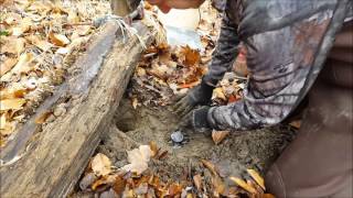 Coon trapping: Dirt hole with backing set