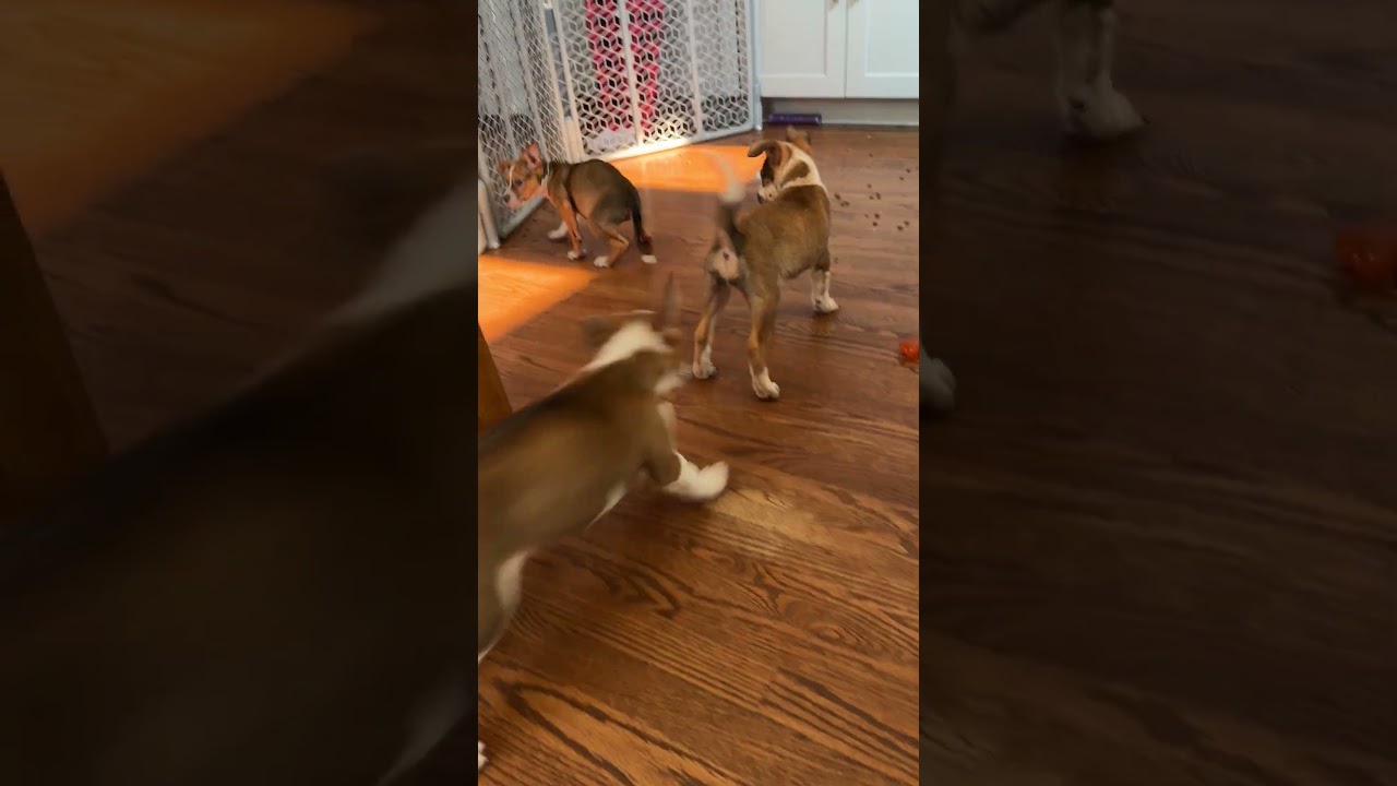 Roxy, a ADOPTABLE mixed breed in Fort Collins, CO video 5/6