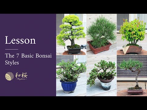 盆栽専門家が解説: 知っておくべき 7 つの基本的な盆栽スタイル ||ワザクラジャパン