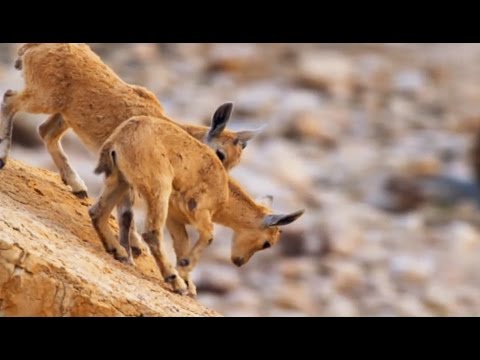 Les bouquetins de Nubie sont des funambules !