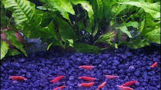 Neocaridina red fire shrimps + pregnant egg-carrying females | 4 weeks after new setting