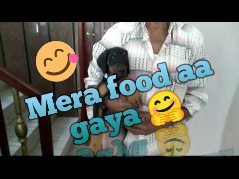 Hurrey Mera food aa gaya|pets service|Satisfied client|