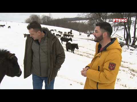 VLASENICA, PORODICA DŽINDO -  UZGOJ MAGARACA, prilog RTVIS, 20.12. 2021.