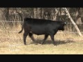 BPFCC Lot 49 Wmv