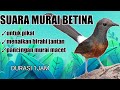 SUARA MURAI BETINA HUTAN PANGGIL JANTAN