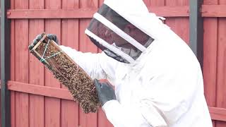 Bees- Animal Collective