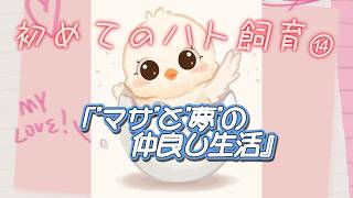 #14「マサと夢の仲良し生活」の回…（初めてのハト飼育⑭）