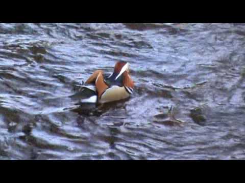 OZORKÓW 2015-Taniec na Bzurze